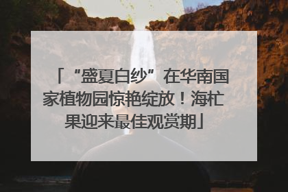 “盛夏白纱”在华南国家植物园惊艳绽放！海杧果迎来最佳观赏期