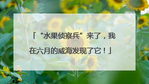 “水果侦察兵”来了，我在六月的威海发现了它！