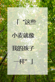 “这些小麦就像我的孩子一样”