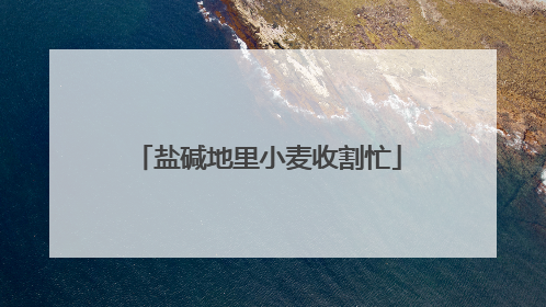 盐碱地里小麦收割忙