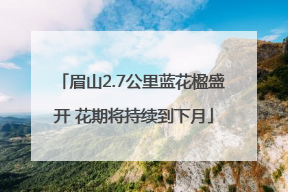 眉山2.7公里蓝花楹盛开 花期将持续到下月