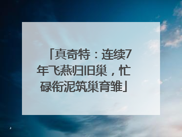 真奇特：连续7年飞燕归旧巢，忙碌衔泥筑巢育雏