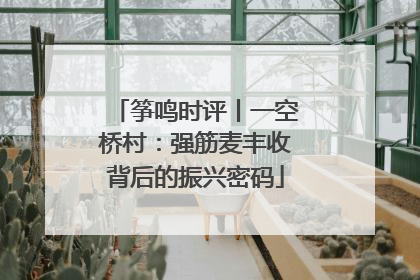 筝鸣时评丨一空桥村：强筋麦丰收背后的振兴密码