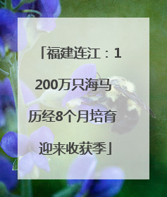 福建连江：1200万只海马历经8个月培育 迎来收获季