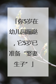 你5岁在幼儿园蹦跶，它5岁已准备“娶妻生子”