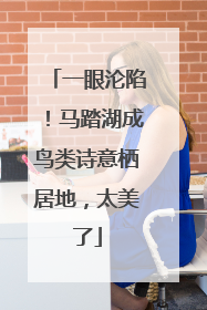 一眼沦陷！马踏湖成鸟类诗意栖居地，太美了