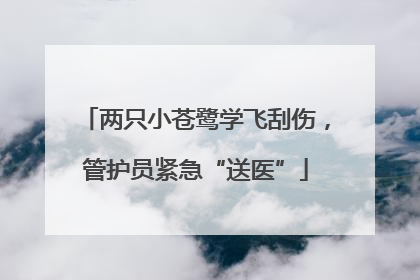 两只小苍鹭学飞刮伤，管护员紧急“送医”