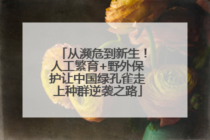 从濒危到新生！人工繁育+野外保护让中国绿孔雀走上种群逆袭之路