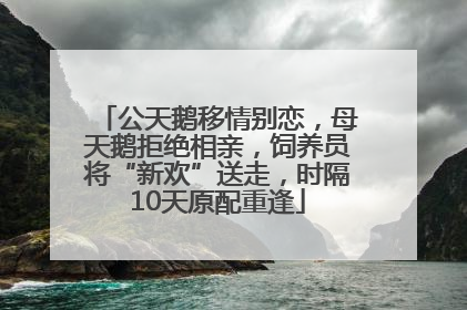 公天鹅移情别恋，母天鹅拒绝相亲，饲养员将“新欢”送走，时隔10天原配重逢