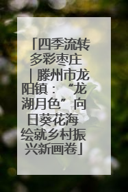 四季流转 多彩枣庄｜滕州市龙阳镇：“龙湖月色”向日葵花海 绘就乡村振兴新画卷