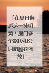 在夏日邂逅这一抹明黄！厦门多个路段和公园腊肠花盛放