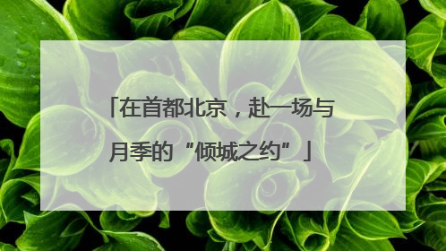 在首都北京，赴一场与月季的“倾城之约”