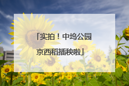 实拍！中坞公园京西稻插秧啦