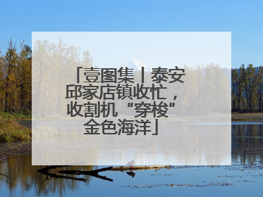 壹图集丨泰安邱家店镇收忙，收割机“穿梭”金色海洋