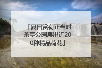 夏日赏荷正当时 茶亭公园展出近200种精品荷花