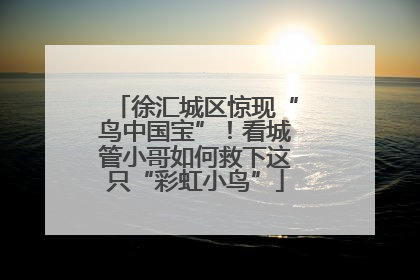 徐汇城区惊现“鸟中国宝”！看城管小哥如何救下这只“彩虹小鸟”
