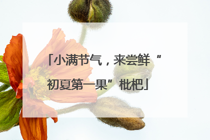 小满节气，来尝鲜“初夏第一果”枇杷