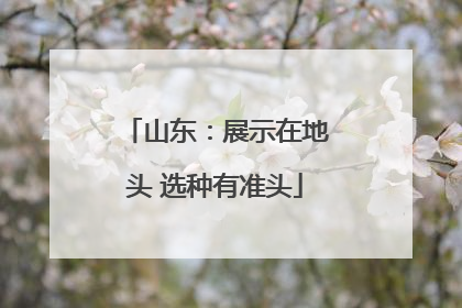 山东：展示在地头 选种有准头