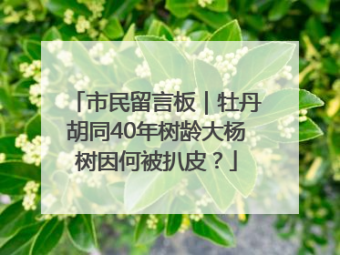 市民留言板｜牡丹胡同40年树龄大杨树因何被扒皮？