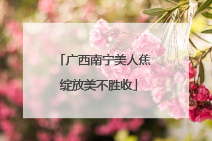广西南宁美人蕉绽放美不胜收