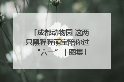 成都动物园 这两只黑猩猩萌宝陪你过“六一”｜图集