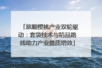 旅顺樱桃产业双轮驱动：套袋技术与精品路线助力产业提质增效