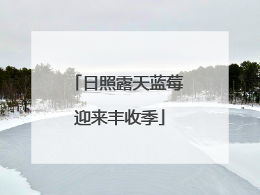 日照露天蓝莓迎来丰收季