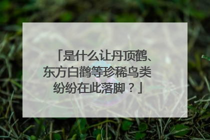 是什么让丹顶鹤、东方白鹳等珍稀鸟类纷纷在此落脚？