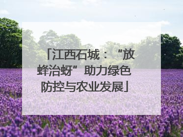 江西石城：“放蜂治蚜”助力绿色防控与农业发展