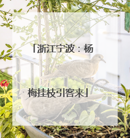 浙江宁波：杨梅挂枝引客来