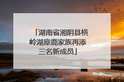 湖南省湘阴县横岭湖麋鹿家族再添三名新成员
