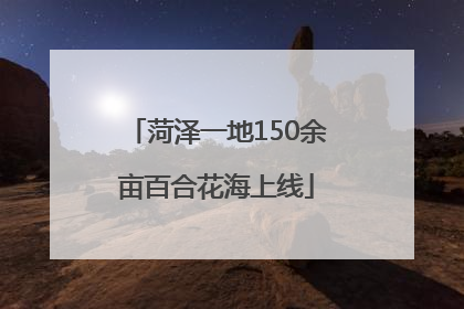 菏泽一地150余亩百合花海上线