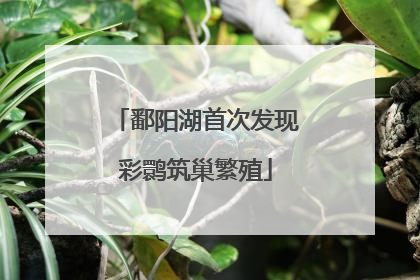 鄱阳湖首次发现彩鹮筑巢繁殖