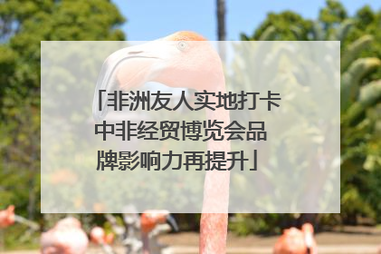 非洲友人实地打卡 中非经贸博览会品牌影响力再提升