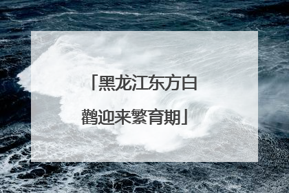 黑龙江东方白鹳迎来繁育期